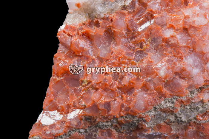 Potasse d'Alsace (détail) - gryphea.org